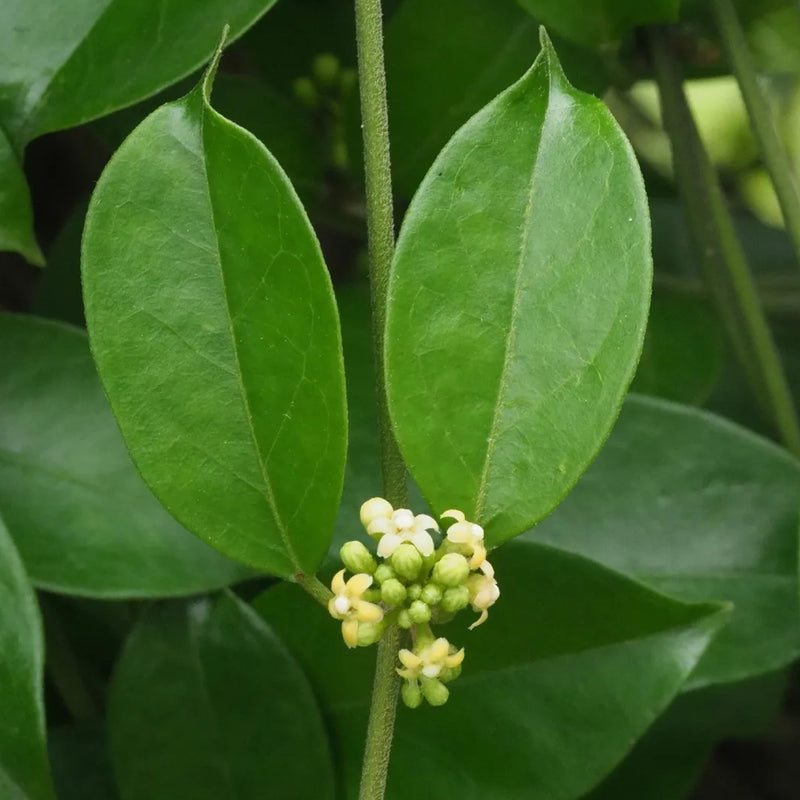 [Australia] - Earthborn Elements Gymnema Sylvestre 200 Capsules, Pure & Undiluted, No Additives 200 Count (Pack of 1) 