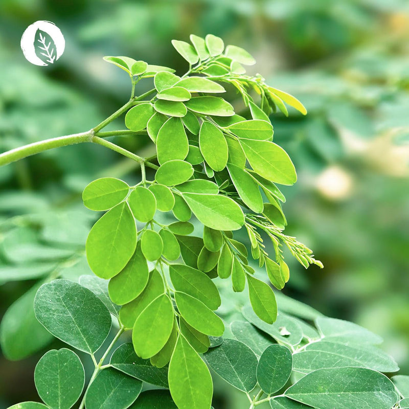 [Australia] - InnoNature blood sugar capsules | Naturally made from fenugreek, Ceylon cinnamon, kidney beans and moringa | 60 capsules, 2mg phaseolin and 60 µg chromium | vegan 