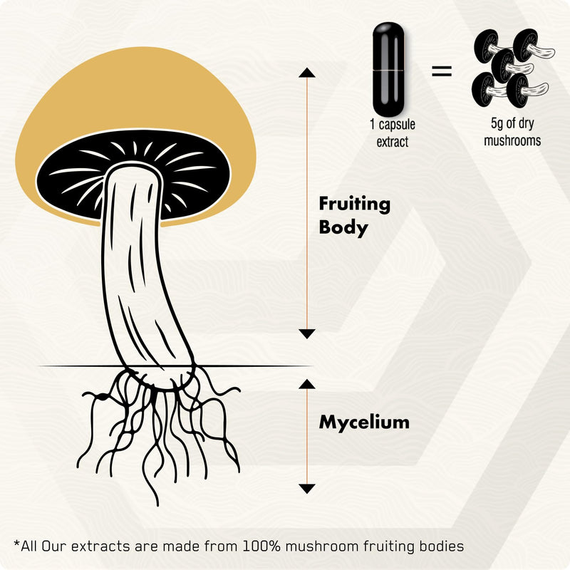 ● Premium Reishi Mushroom Capsules ● 51% Beta-D-Glucans ● 10:1 Concentrate ● No Fillers & Additives ● Vegetarian & Kosher ● 60 Capsules ● 1 Month Supply