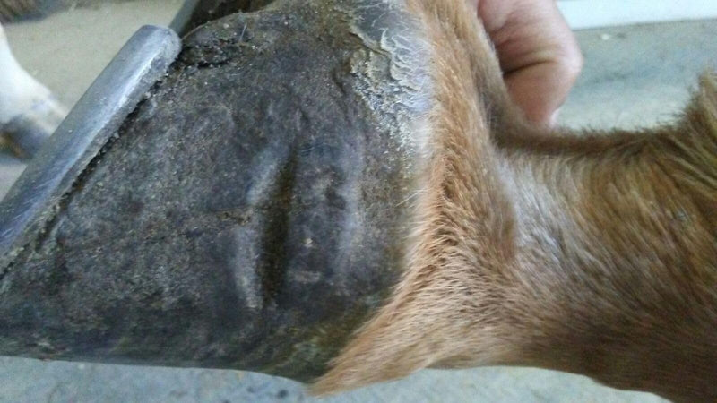Elemental Equine Sole Salvation 8oz Sole Paint for Horses with Sore Soles, Bruising, Strengthening Thin Soles, Quarter Cracks and General Preventative Hoof Maintenance - PawsPlanet Australia