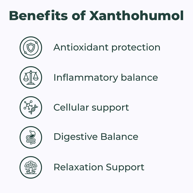 Xanthohumol 70% Hop Extract 30 Capsules - High Strength Antioxidant Supplement - Gut & Microbiome Support - Relaxation & Sleep Support - Vegan Friendly - UK Made 30 count (Pack of 1)