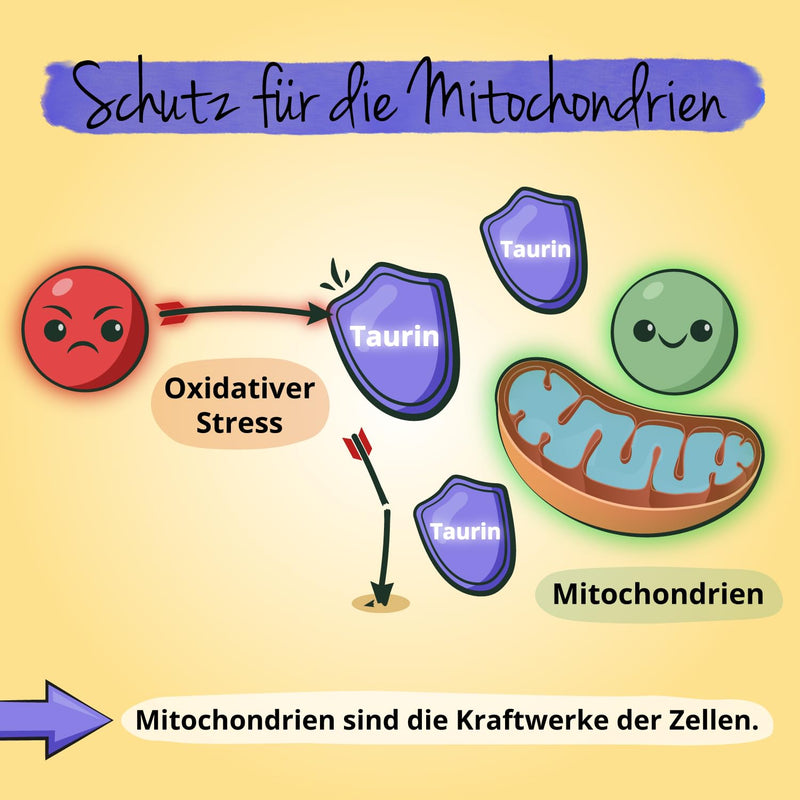 [Australia] - Taurine in high doses | 1000mg | With turmeric & L-theanine from green tea extract | Vegan & No Additives | 90 capsules | German production of Vegavero® 