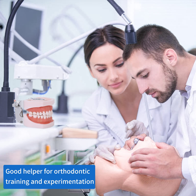 Typodont Teeth Model - Removable Tooth Teach Practice Model Teaching Study Typodont Demonstration Model Come with a Small Screwdriver 28 teeth