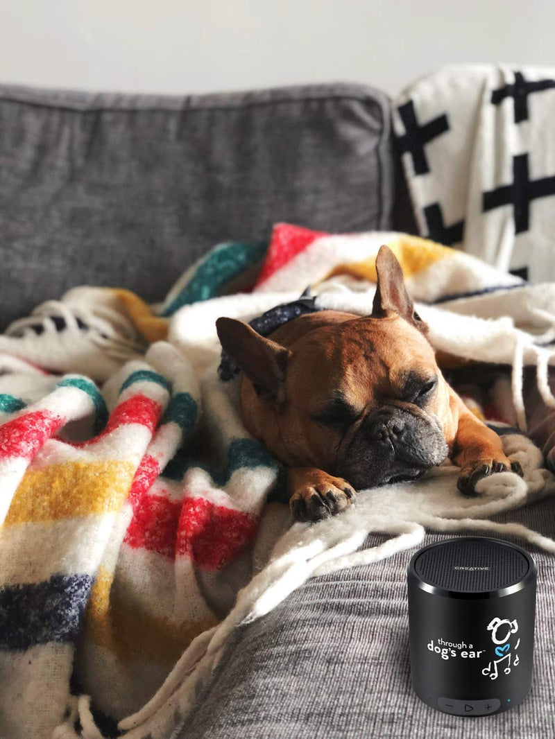 iCalmDog Reggae | by Through a Dog's Ear | Happy Jamaican Rhythms | Micro SD Sound Card | Proven Dog Anxiety Solution - PawsPlanet Australia