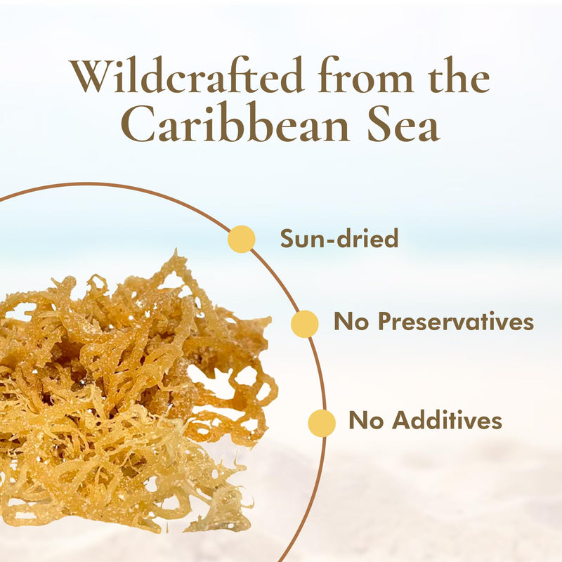 HalalEveryDay Wildcrafted Irish Sea Moss - 1lb Bag- 100% Pure All Natural | Vitamin & Mineral Rich | No Preservatives | Golden | 16 oz 16 Ounce (Pack of 1)