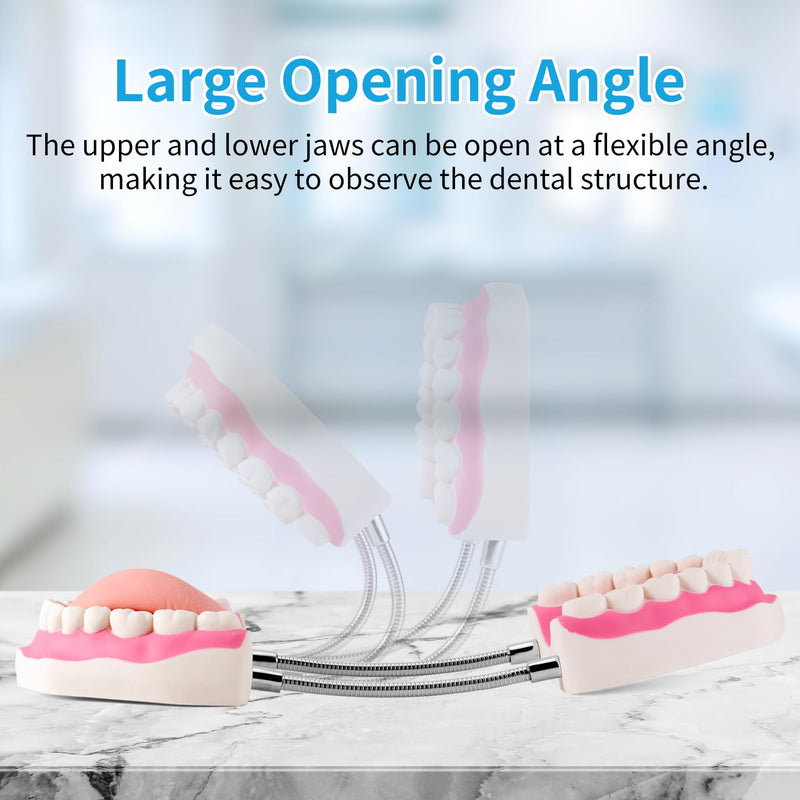 [Australia] - Annhua Large Anatonmical Teeth Model 6 Times Dental Hygiene Teeth Models, Dentist Teaching Oral Care Model with Detachable Tongue and Denture Toothbrush 6 Times Brushing Tooth Model 