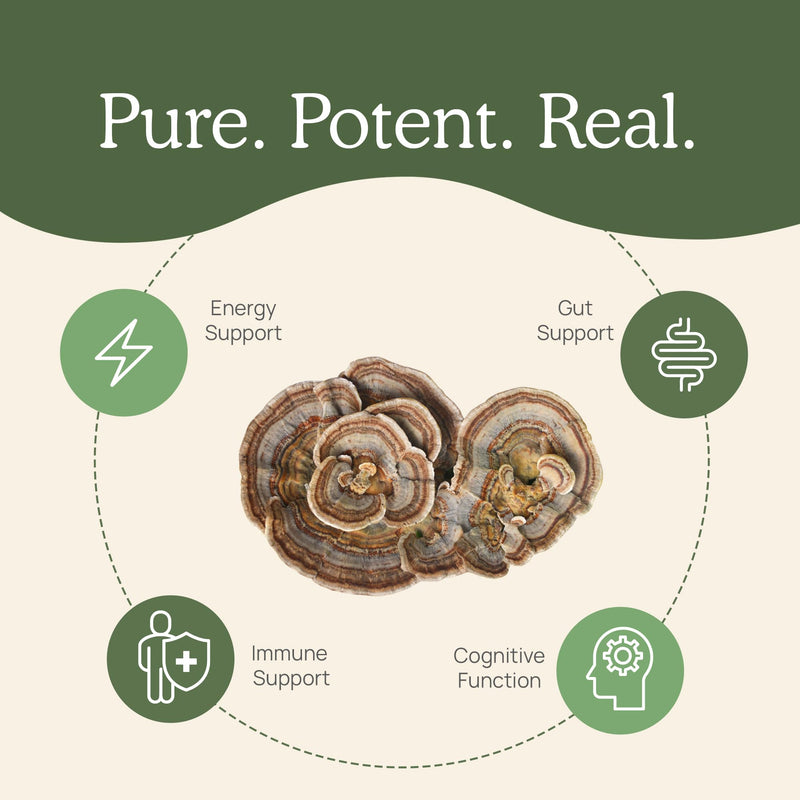 [Australia] - Real Mushrooms Turkey Tail Capsules ‚Äì Organic Mushroom Extract for Wellness & Daily Rhythm ‚Äì Vegan, Non-GMO, No Fillers Turkey Tail Extract ‚Äì 90 Count Mushroom Supplement Capsule 90 Count (Pack of 1) 