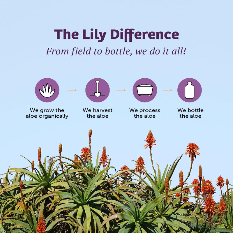 [Australia] - Lily of The Desert Aloe Vera Gel - Inner Fillet Filtered Aloe Vera Drink, Thicker Consistency,Digestive Enzymes for Gut Health, Stomach Relief, Wellness Glowing Skin 16 Fl Oz Gelly Sachet Included. 