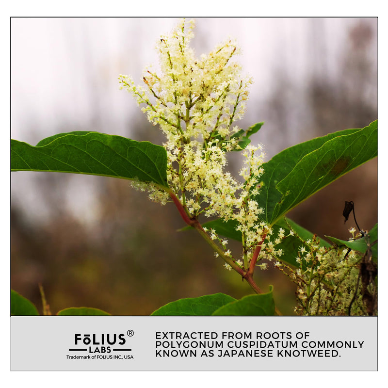 FOLIUS LABS Ultra High Purity Resveratrol Supplement 500mg - 99% Trans-Resveratrol - Japanese Knotweed Extract – 60 Caps