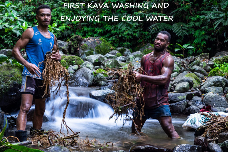 [Australia] - Heritage Kava Premium Fiji Noble Kava Root Powder 8 oz 8 Ounce (Pack of 1) 