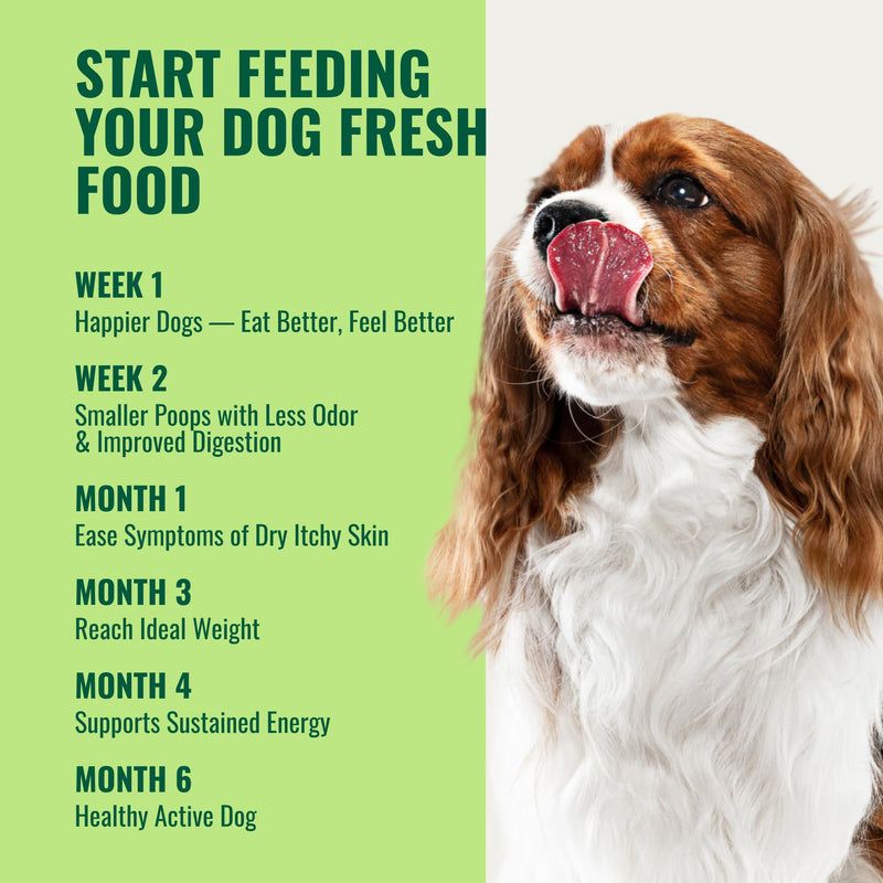 Homemade Dog Food Supplement Dog Vitamins Made in USA Add to Holistic Whole Food Diets Raw BARF All Breeds Puppy Adult 16oz Powder - PawsPlanet Australia
