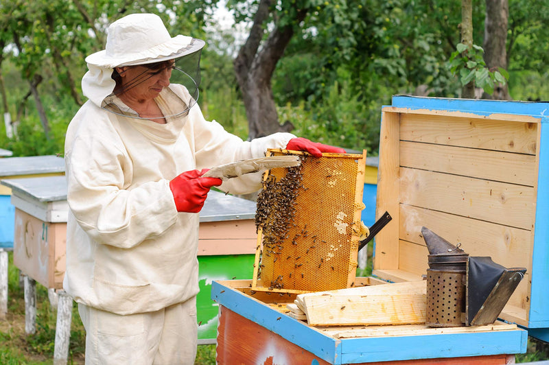 [Australia] - Bee pollen/bee pollen in premium beekeeping quality, from ImkerPur, 1 kg, completely residue-free, sweet-mild (conventional) 1 kg (pack of 1) 