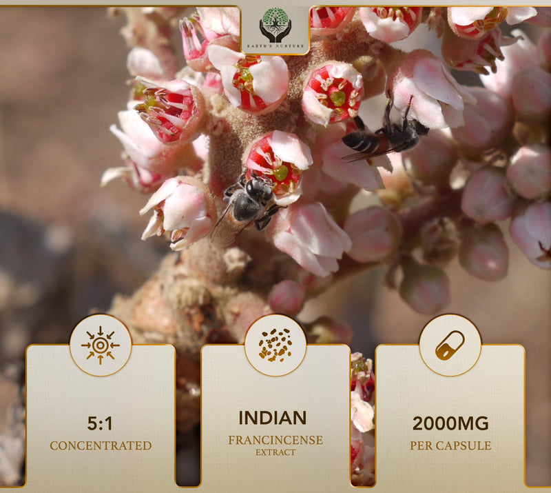 EN Boswellia Serrata Capsules | 240 Capsules - High Strength Boswellia Serrata | 2000mg (5:1 Extract) per Serving | Non-GMO, Gluten & Allergen Free | Manufactured in The UK 240 count (Pack of 1)