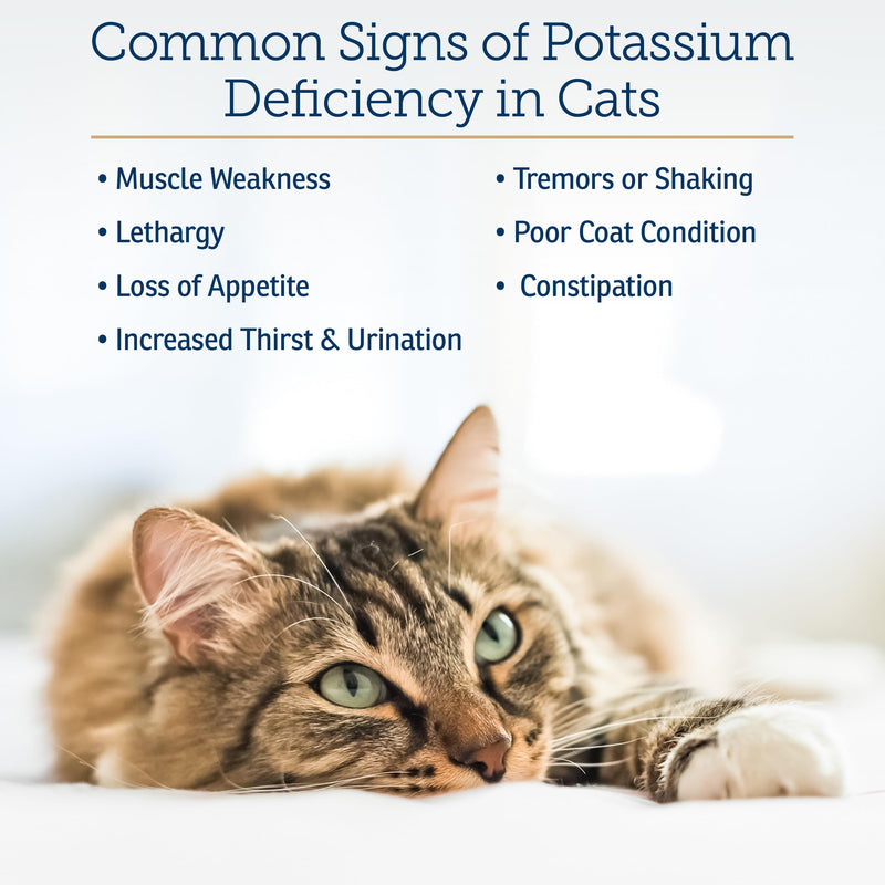 Rx Vitamins Amino B+K - Cat Vitamin B & Potassium Supplement for Cats - 4oz | with Amino Acids Taurine & Lysine - Promotes Kidney Health and Boosts Immunity - Liver & Bacon Flavor New Label