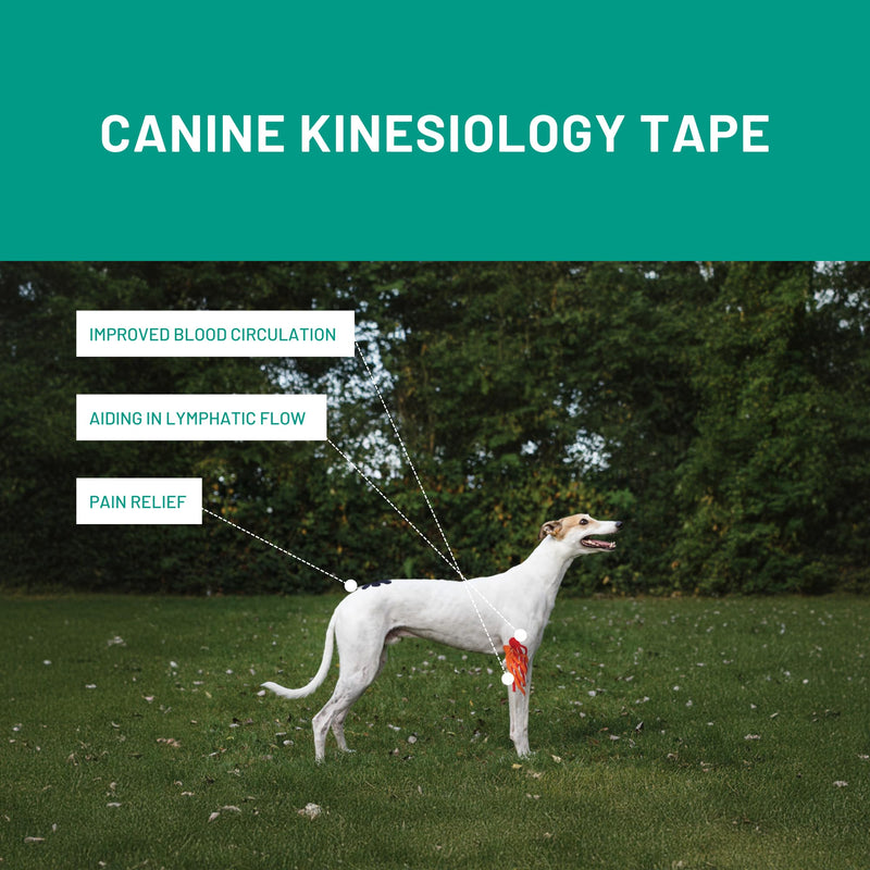 VETKIN VetkinTape Canine & Equine Kinesiology Tape | Veterinary Medical Tape | Vet Wrap for Joint Support & Pet Care | Self Adhesive Bandage Wrap | Blue | 2.4in | (Pack of 1)