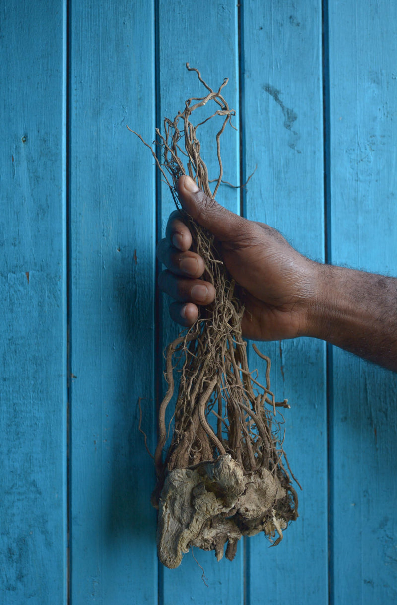 [Australia] - SEBotanicals Vanuatu Sangava Ceremonial Kava Tea Powder (8oz) 1 pouch - Vanuatu Kava - Kava Powder - Sangava Ceremonial Grade Kava 8 Ounce (Pack of 1) 