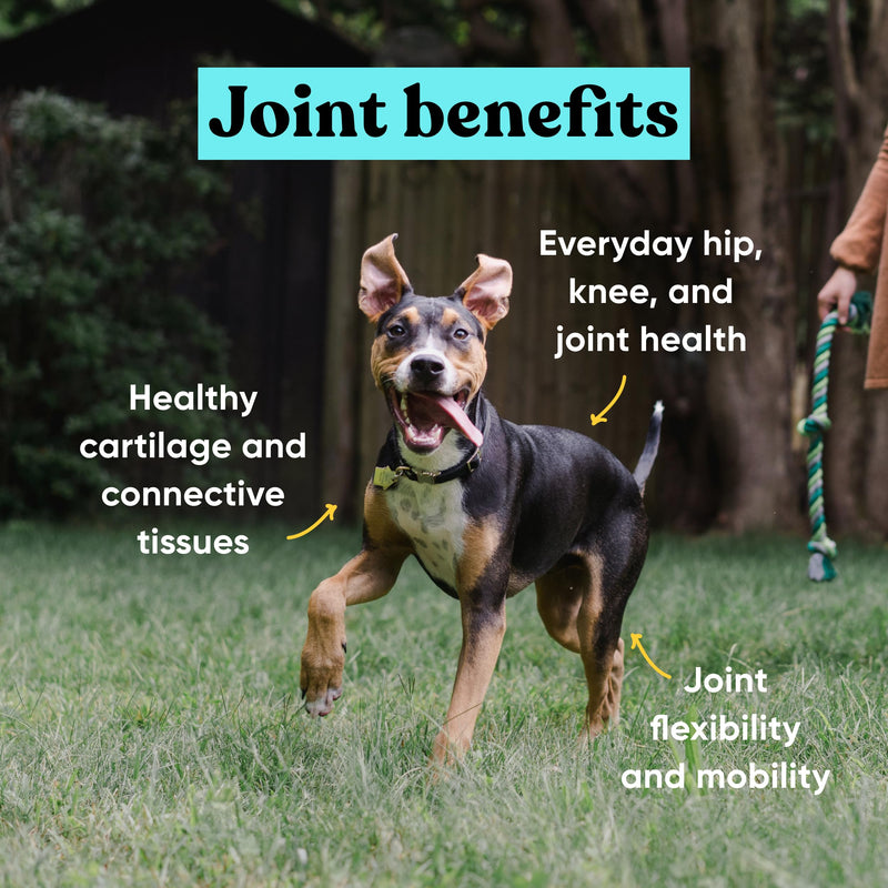 Embark Joint Supplement for Dogs – Glucosamine, Chondroitin, Hip and Joint Supplement, Supports Joint Health– Vet-Formulated with All-Natural Ingredients – 90 Soft Chews for Small and Large Breed Dogs - PawsPlanet Australia