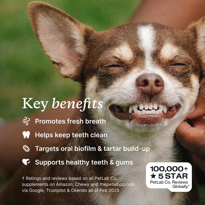 PetLab Co. ProBright Dental Powder for Small Dogs, 30 Scoops | Brown algae, green tea and probiotics in one easy daily scoop to support tartar and fresh breath