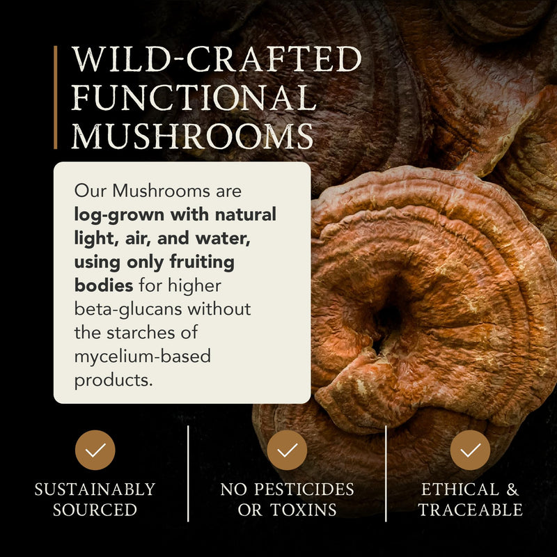 APE Nutrition Organic Reishi & Chaga Mushroom Blend Capsules - Dusk | Improved Sleep & Relaxation, Improved Recovery | UK Mushroom Supplements 100% Pure