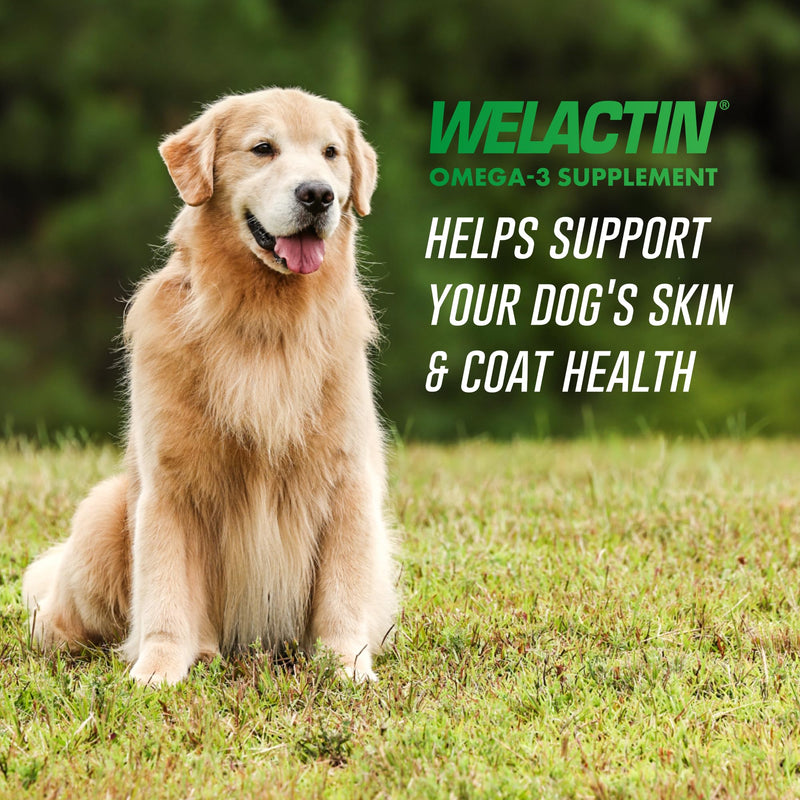 Nutramax Welactin Omega-3 Fish Oil Dog Supplement, Skin & Coat, Liquid 16oz 16 oz (480 mL)