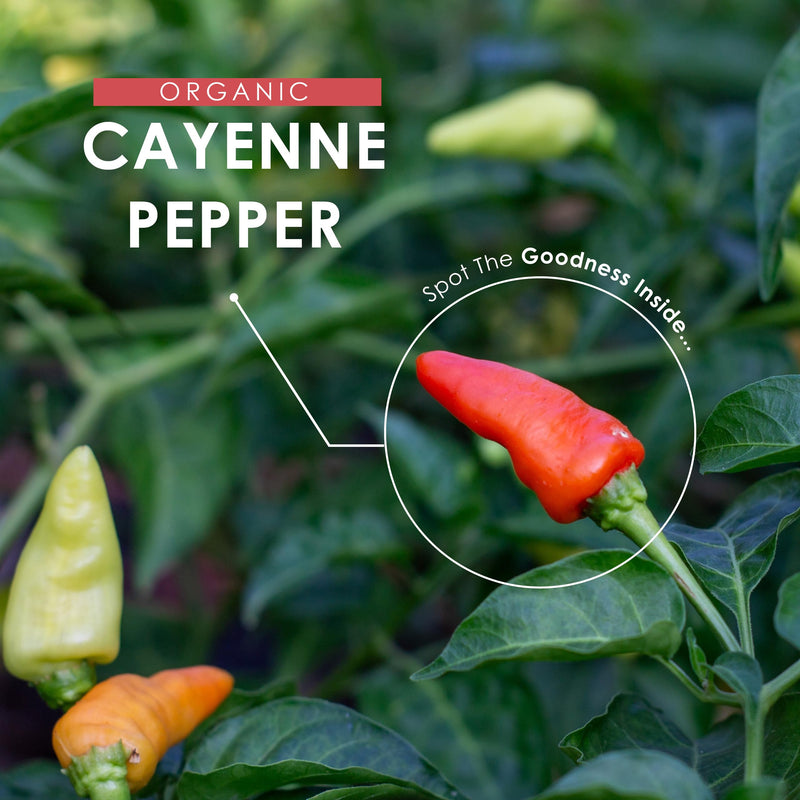 Organic Cayenne Pepper Capsules 650mg (per Capsule) – 100,000 Scoville Heat Units – 180 Vegan Capsules - Resealable and Recyclable Pouch by Alpha01 1 count (Pack of 180)