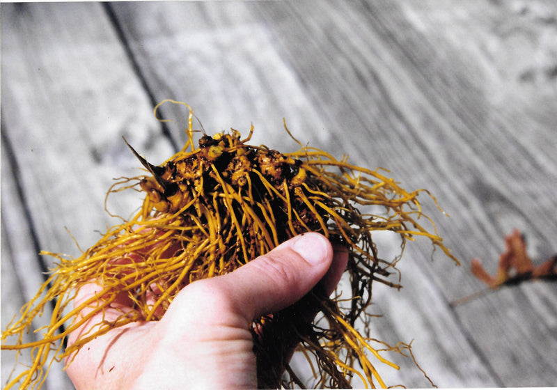 [Australia] - Goldenseal Root Powder 7gm = 1/4 oz. **USA grown & packaged** 0.25 Ounce (Pack of 1) 