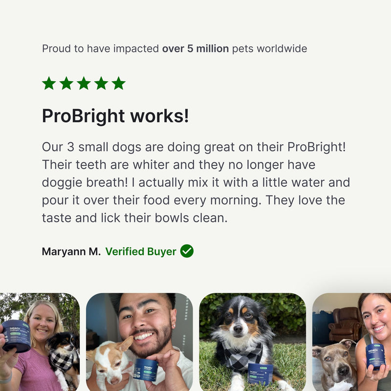 PetLab Co. ProBright Dental Powder for Small Dogs, 30 Scoops | Brown algae, green tea and probiotics in one easy daily scoop to support tartar and fresh breath