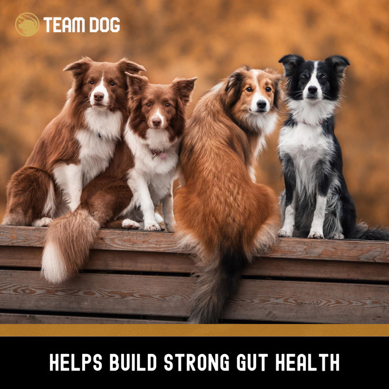 TEAM DOG Probiotic Chews for Dogs | Digestive Enzymes & Dog Probiotics for Yeast, Itchy Skin and Itchy Ears | for Allergies & Sensitive Stomachs | Promotes Digestive & Gut Health for Dogs | 120 Count - PawsPlanet Australia