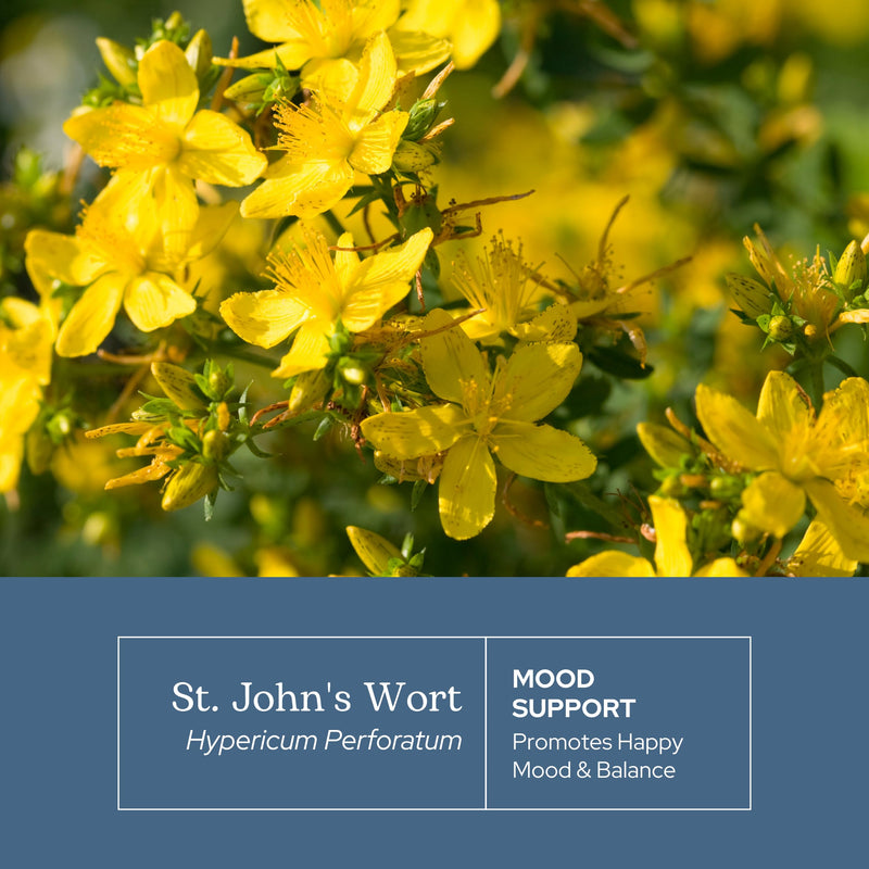 [Australia] - Eclectic Institute Raw Fresh Freeze-Dried Non-GMO St. John's Wort | Herbal Health Supplement, Promotes a Positive Mood | 90 CT Pink 90 Count (Pack of 1) 