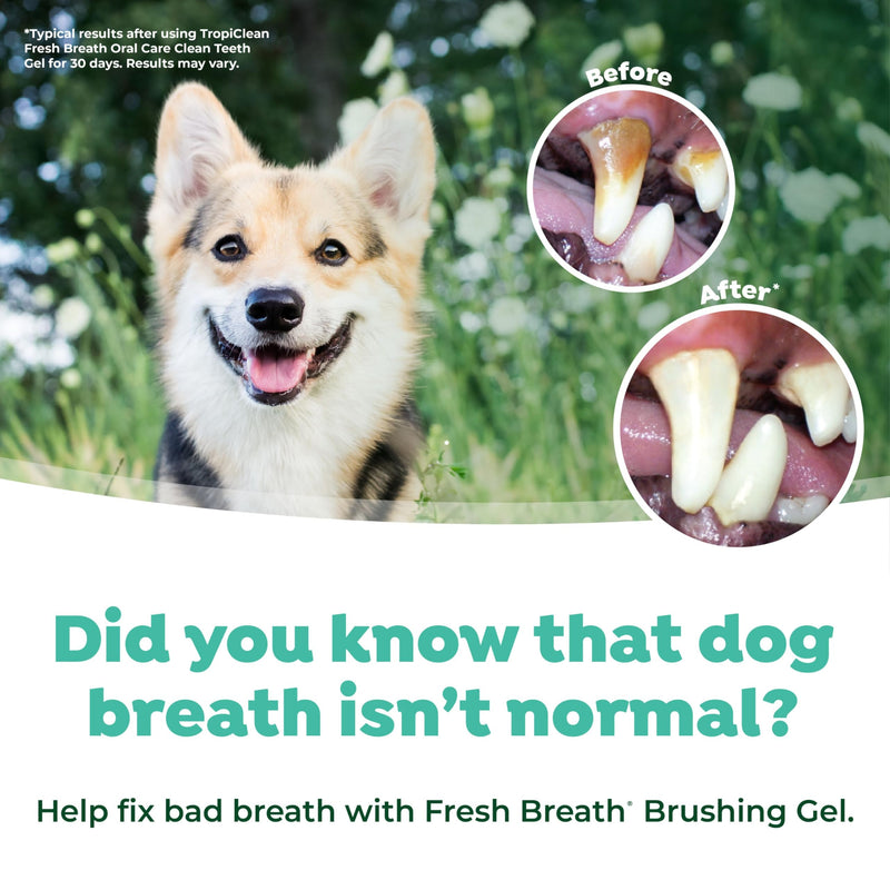 TropiClean Fresh Breath No Brush Total Care Kit | Dog Dental Hygiene| Dog Teeth Cleaning Made Easy | Water Additive No Brushing Toothpaste for Dogs - PawsPlanet Australia