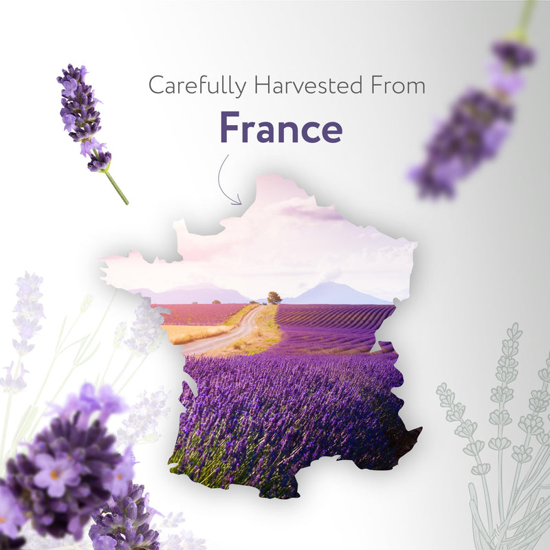 [Australia] - HBNO® California Bottled Dutch Lavender Essential Oil 4 fl oz (120ml) - Natural Lavender Oil for Skin, Perfect for Cleaning, Aromatherapy, DIY & Diffuser - Lavender Oil Essential Oil 4 Fl Oz (Pack of 1) 
