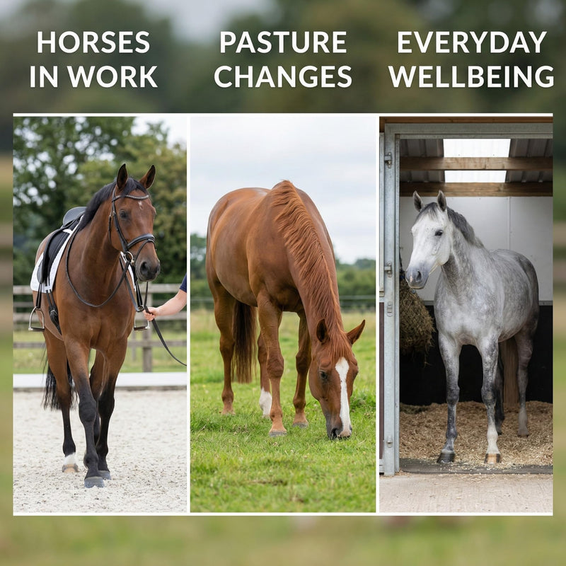 Pure Milk Thistle for Horses | Pure Ground Milk Thistle Powder for Liver Support, Detox and Recovery | Natural Horse Supplement for Performance and Metabolism 500g | 4 Month Supply