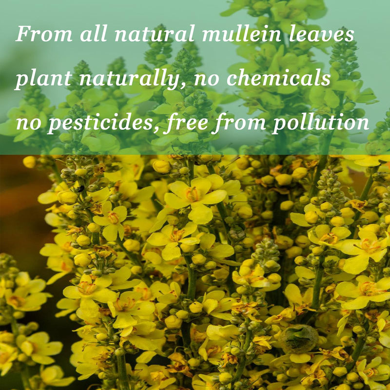 [Australia] - Mullein Drops for Lungs | Powerful Mullein Leaf Extract with Chlorophyll, Vitamin C, Cinnamon for Immune Support, Detox & Respiratory Support, Bronchial Support | Non-GMO, Kosher, Gluten-Free 