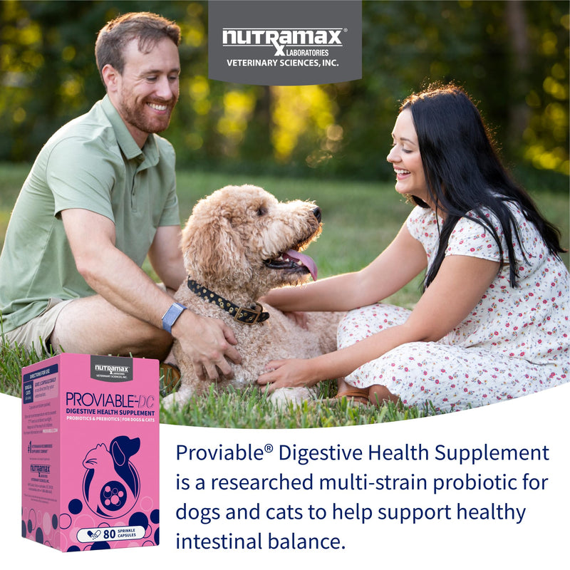 Nutramax Proviable Probiotics + Prebiotics, for Dogs & Cats, Capsules, 80ct | Probiotics and Prebiotics for Cats and Dogs, Daily Gut Health Support Supplement, Multiple Strains, Sprinkle on Food 80 Count