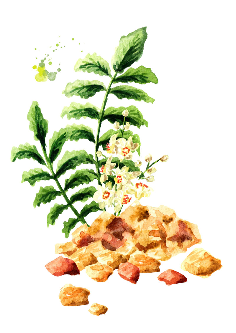 [Australia] - Premium Frankincense Oil 4 oz – 100% Pure, Natural and Therapeutic – Tones & Evens Skin – Relaxes Muscle Soreness for Knees, Elbows, Hips, Hands, Shoulders and Legs 
