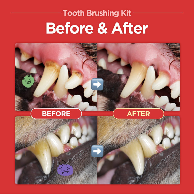 JAYU PET Tooth Brushing Kit - Dental Gel 1EA + Dental Care Brush 1EA | Dog Cat Tooth Brush Kit, Pet Toothpaste and Toothbrush Set, Dental Oral Care Kit, Dog Cat Toothpaste and Brush - PawsPlanet Australia
