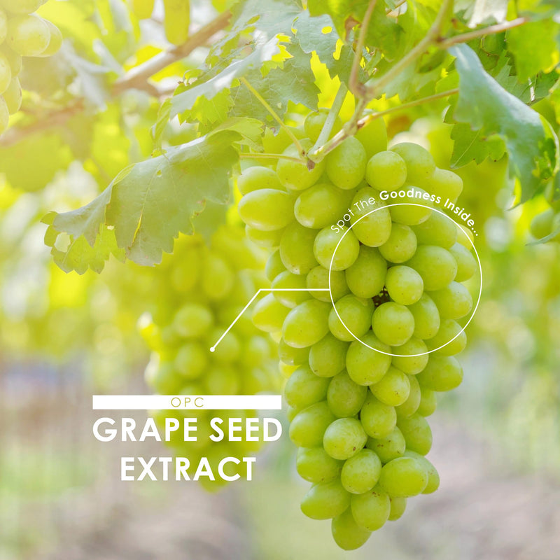 OPC Grape Seed Extract 3,000mg - Standardised 95% OPCs - 180 Vegan Tablets - Made from Italian Vineyard Grapes - 6 Months Supply - By Alpha01