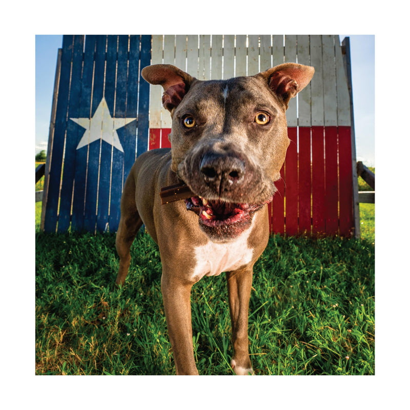 Get Naked Dental Sticks Grain-Free Chicken Flavor Dog Treats, Senior Health Large 6.6-oz Bag 6.6 Ounce (Pack of 1) - PawsPlanet Australia