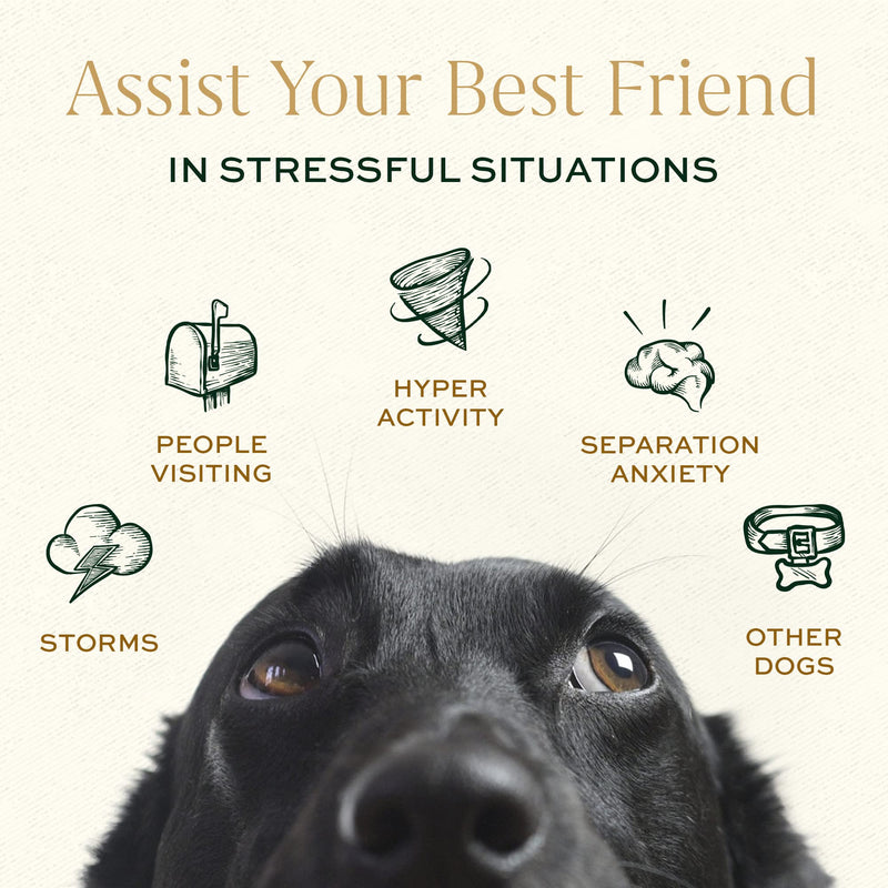 Breedwise Calming Bites All Natural Holistic Anxiety and Stress Reducing Hickory Bacon Flavored Dog Treats, 60 Count Jar - PawsPlanet Australia