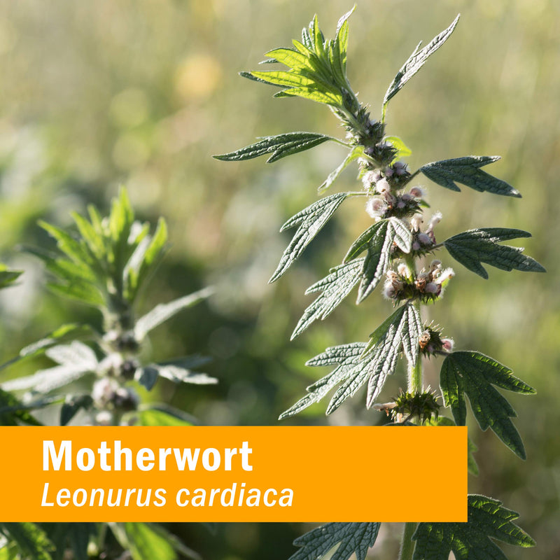 [Australia] - Herb Pharm Certified Organic Motherwort Liquid Extract for Endocrine System Support - 4 Ounce 4 Fl Oz (Pack of 1) 