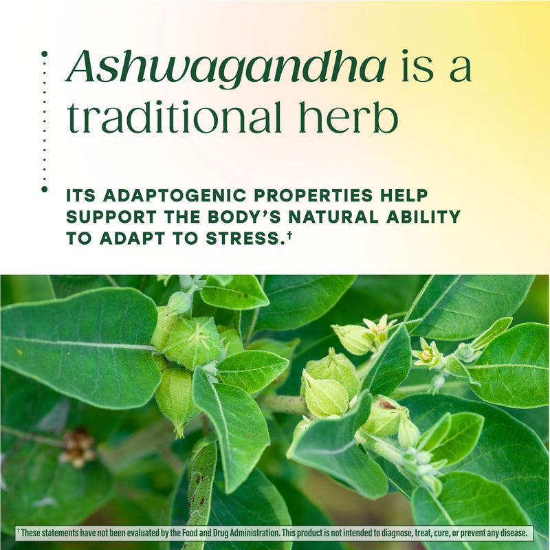 MegaFood Zero Sugar Ashwagandha Gummies, KSM 66, Mixed Berry, 60 Gummies | With Clinically Studied Ashwagandha KSM 66, Cortisol Reducer, Sleep & Stress Support, No Gelatin, Non-GMO, Vegan, 30 Servings