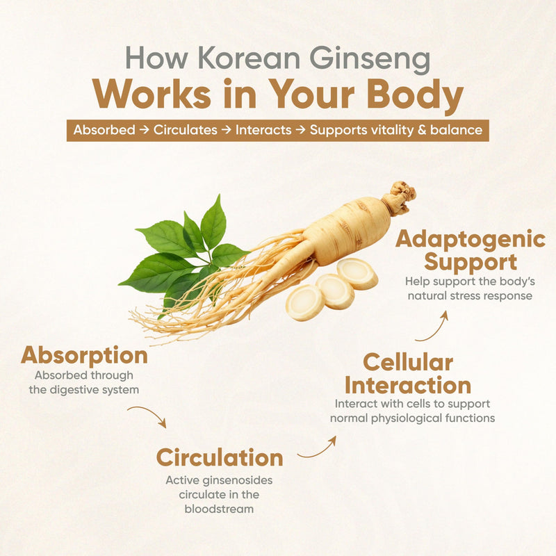 Vitaminnica Korean Ginseng High Strength (Eqv. 3000mg) Energy, Focus, Immune Support & Vitality - Natural Adaptogen for Stress Relief | 60 Veg Capsules