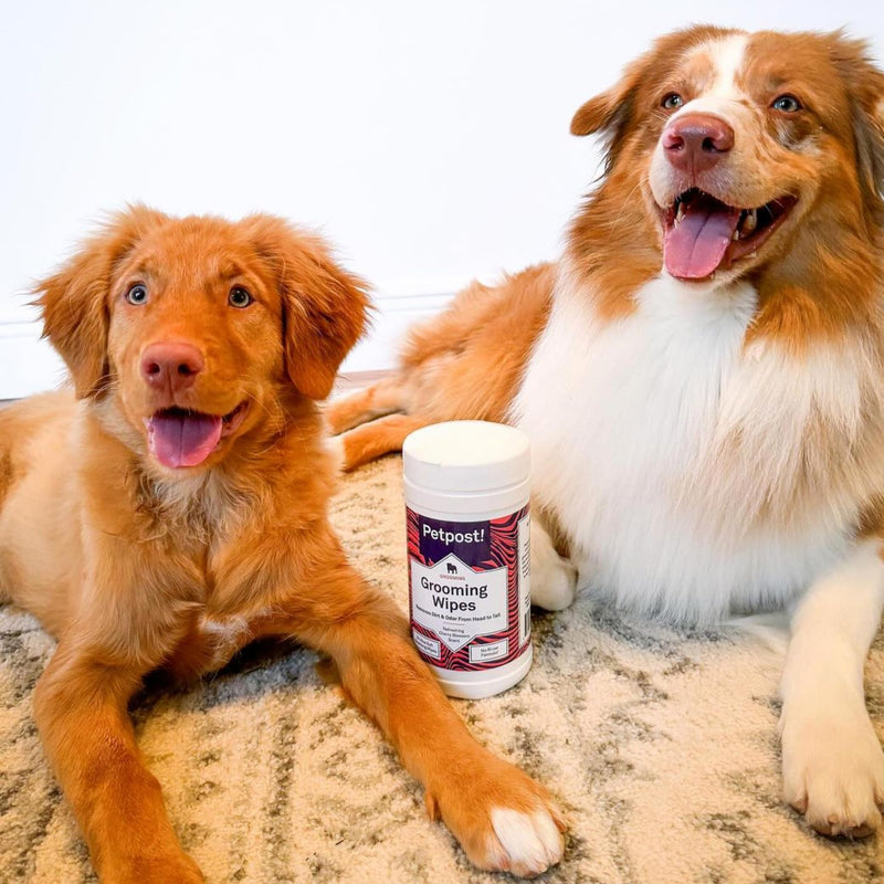 Petpost | Grooming Wipes for Dogs - Large, Deodorizing Wipes with Cherry Blossom Scent - 70 Ultra Soft Cotton Pads in Cleansing Solution - Cherry Blossom Scent 70 ct. - PawsPlanet Australia