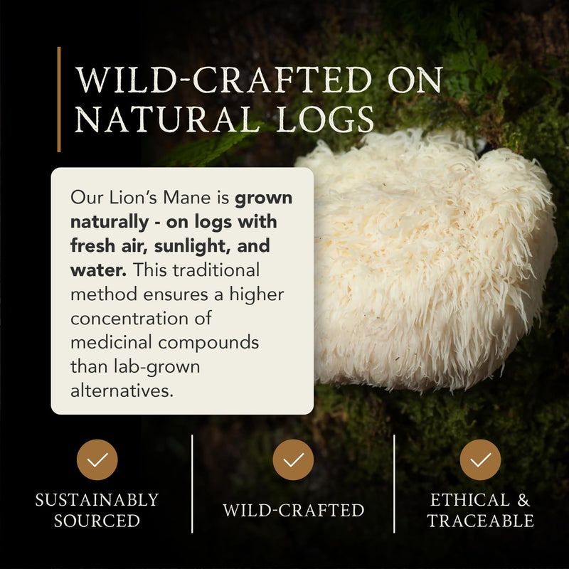 APE Nutrition Organic Lion’s Mane Mushroom Extract Powder - Certified Organic & Wild Crafted, Improves Memory & Focus, UK Supplements, Pure Concentrated Extract, 40G (40-80 Servings) Lion's Mane