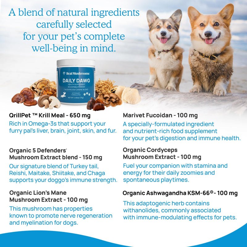 Daily Dawg Mushroom Extract Powder Support - 265 oz Bulk Supplement Dog Vitamins with Real Mushrooms Lions Mane, Cordyceps Mushroom, Turkey Tail, Reishi Shiitake - PawsPlanet Australia