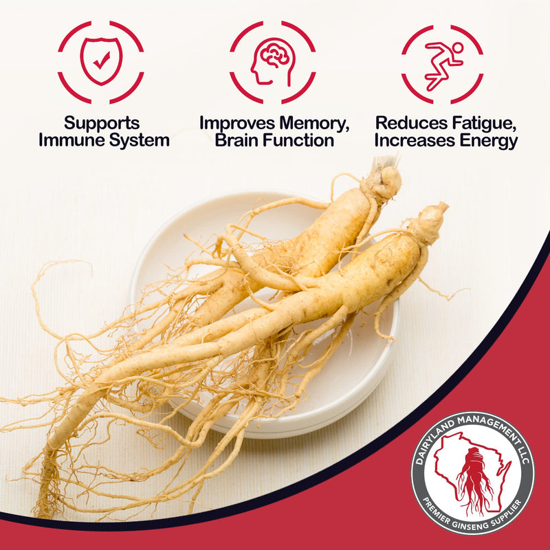 [Australia] - Dairyland American Ginseng Capsules - 75 ct, 500 mg - Wisconsin Ginseng Capsule - Authentic American Ginseng Root Extract - Ginseng Capsules for Use as a Daily Immune Support Herb Supplement 