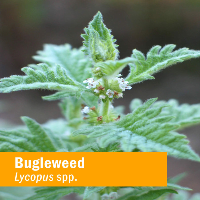 [Australia] - Herb Pharm Bugleweed Extract for Endocrine System Support - 1 Ounce 1 Fl Oz (Pack of 1) 