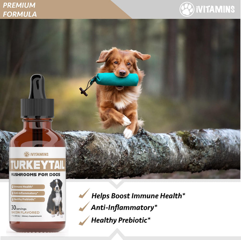 Turkey Tail Mushroom for Dogs | Helps to Boost The Immune System, is a Healthy Prebiotic, & Much More | Turkey Tail for Dogs | Mushrooms for Dogs | Dog Mushroom Supplements | 1 fl oz - PawsPlanet Australia