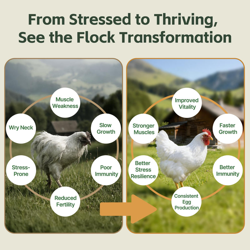 Selenium and Vitamin E Powder for Chickens – Boost Immunity, Muscle Support & Reproductive Health, Selenium for Chickens to Prevent Wry Neck & Improve Egg Production, Chicken Vitamins for All Poultry