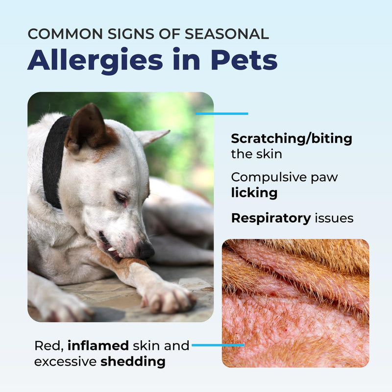 Vetnique Dermabliss Hot Spot Treatment for Dogs - Antiseptic Medicated Chlorhexidine Spray - Vet Recommended for Skin Infections, Hot Spots & Irritation (Hot Spot Spray, 8oz) - PawsPlanet Australia